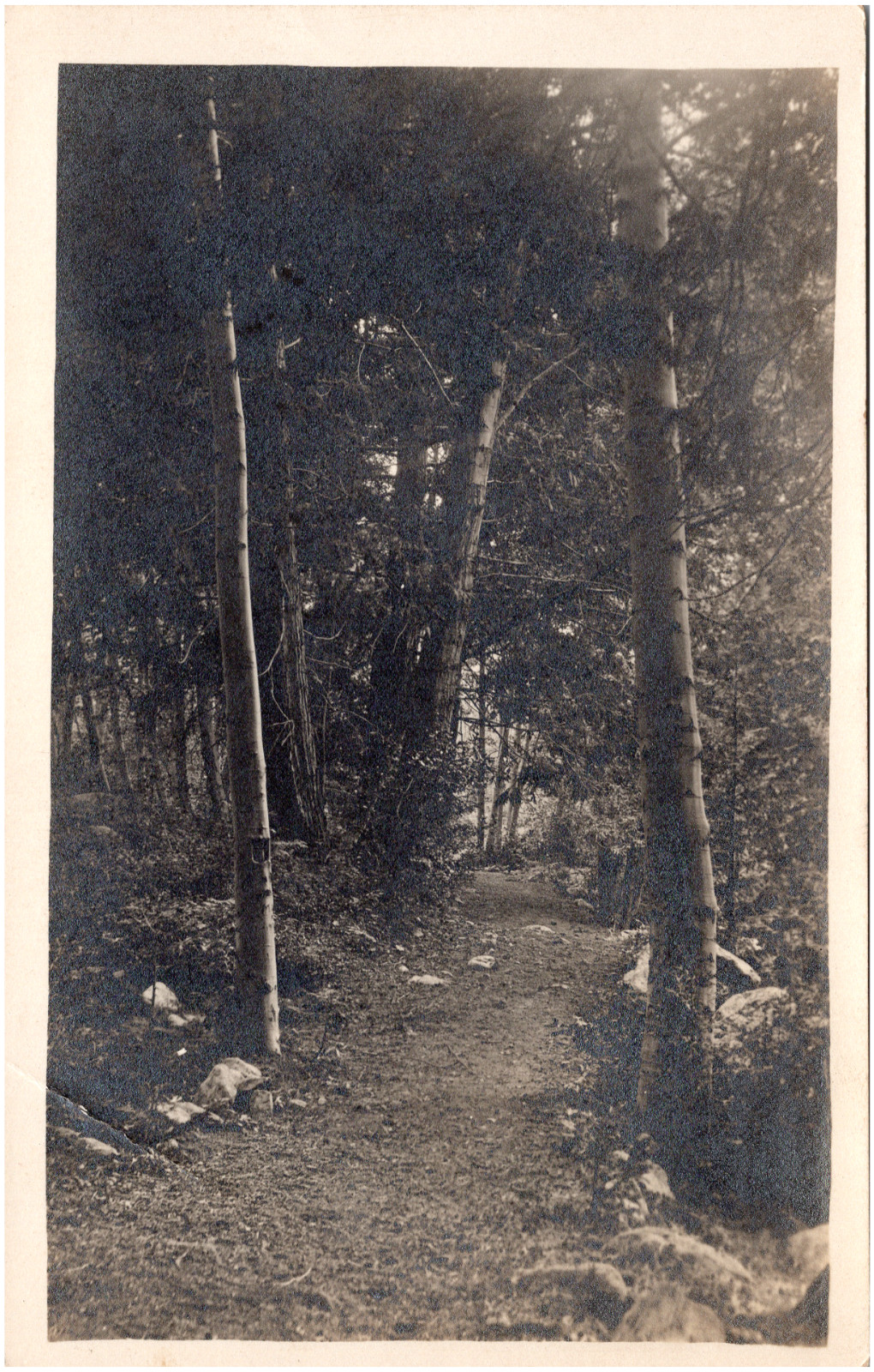 Beautiful Rustic Forest Pathway Trees & Dirt Road 1910s RPPC Postcard Photo Beautiful Rustic Forest Pathway Trees & Dirt Road 1910s RPPC Postcard Photo