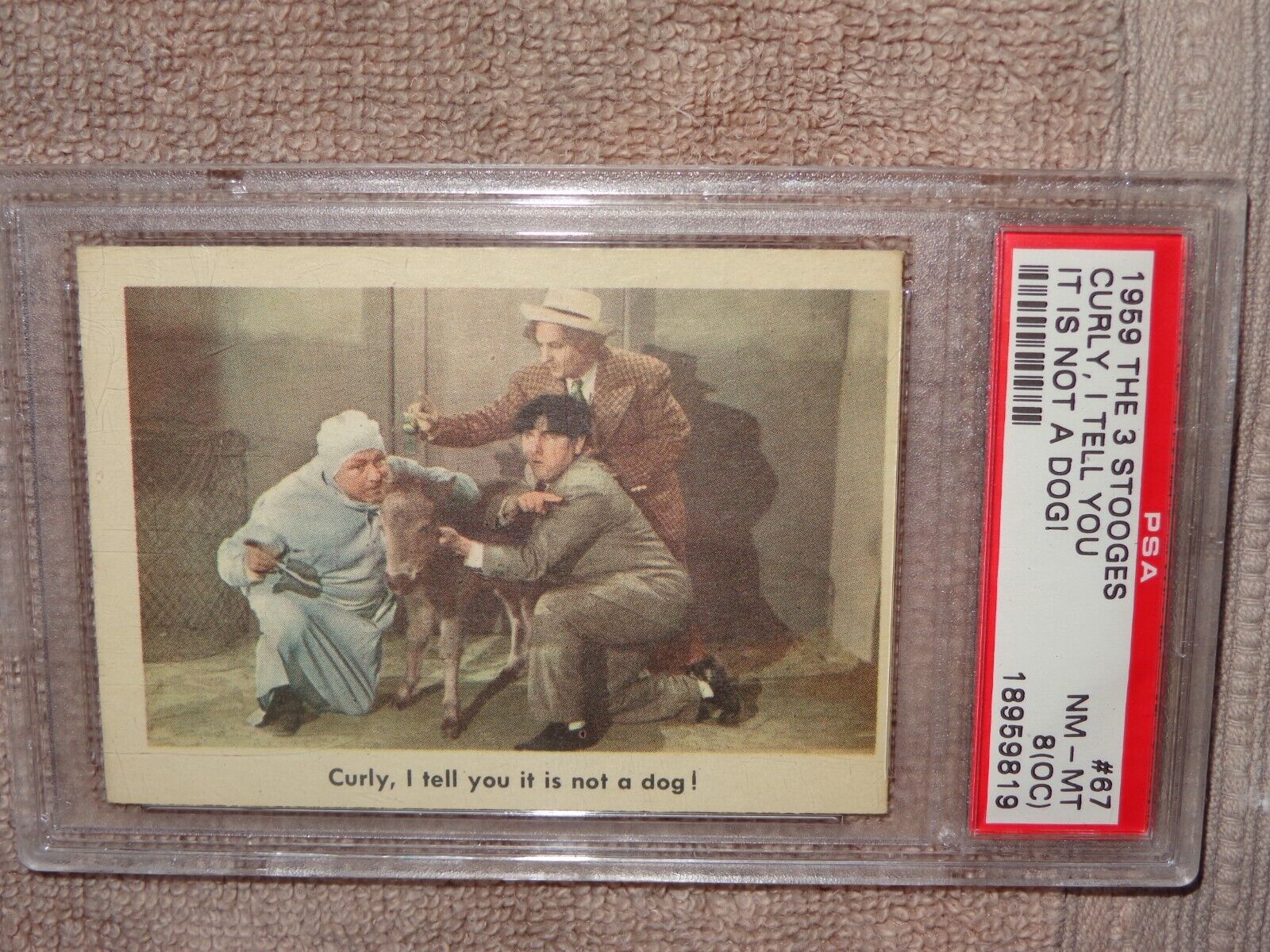 1959 FLEER THE THREE  STOOGES #67 CURLY, I TELL YOU ...\