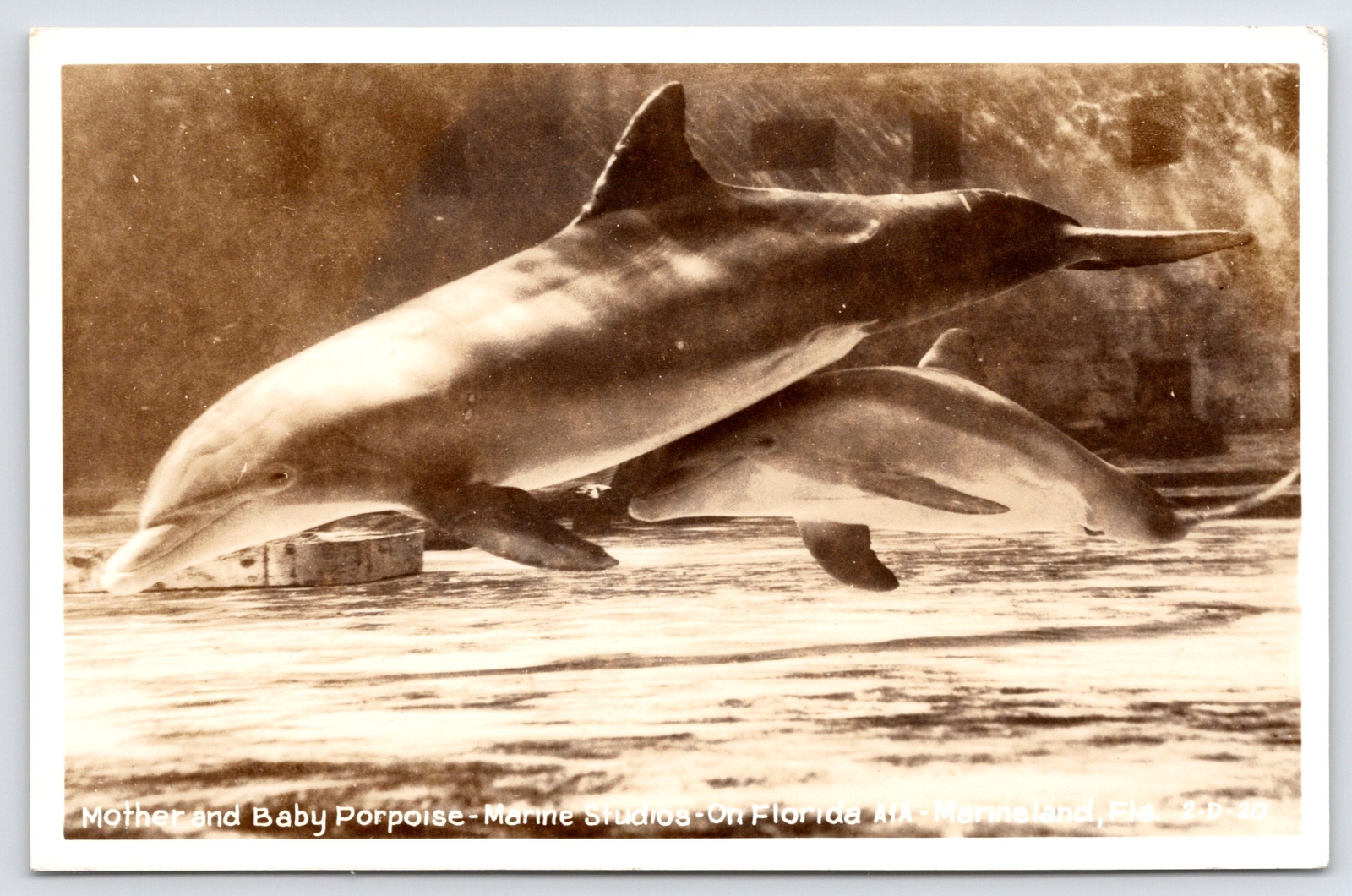 Marineland Studios FL Mother & Baby Porpoise~On A1A~Sepia RPPC c1950 Postcard Marineland Studios FL Mother & Baby Porpoise~On A1A~Sepia RPPC c1950 Postcard