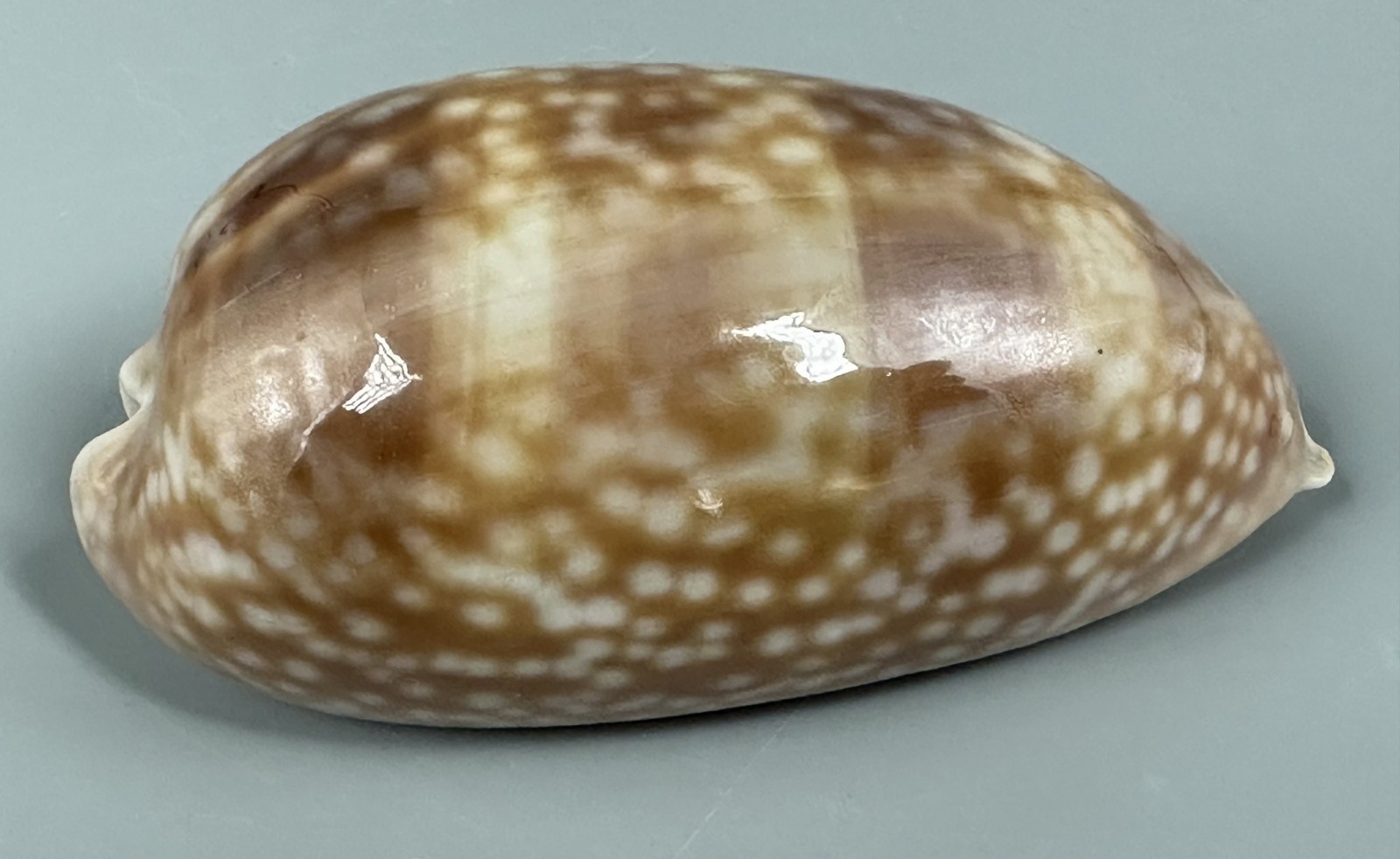 Macrocypraea zebra 92.7mm LARGE Florida Zebra Cowrie Near GEM w/Data Macrocypraea zebra 92.7mm LARGE Florida Zebra Cowrie Near GEM w/Data