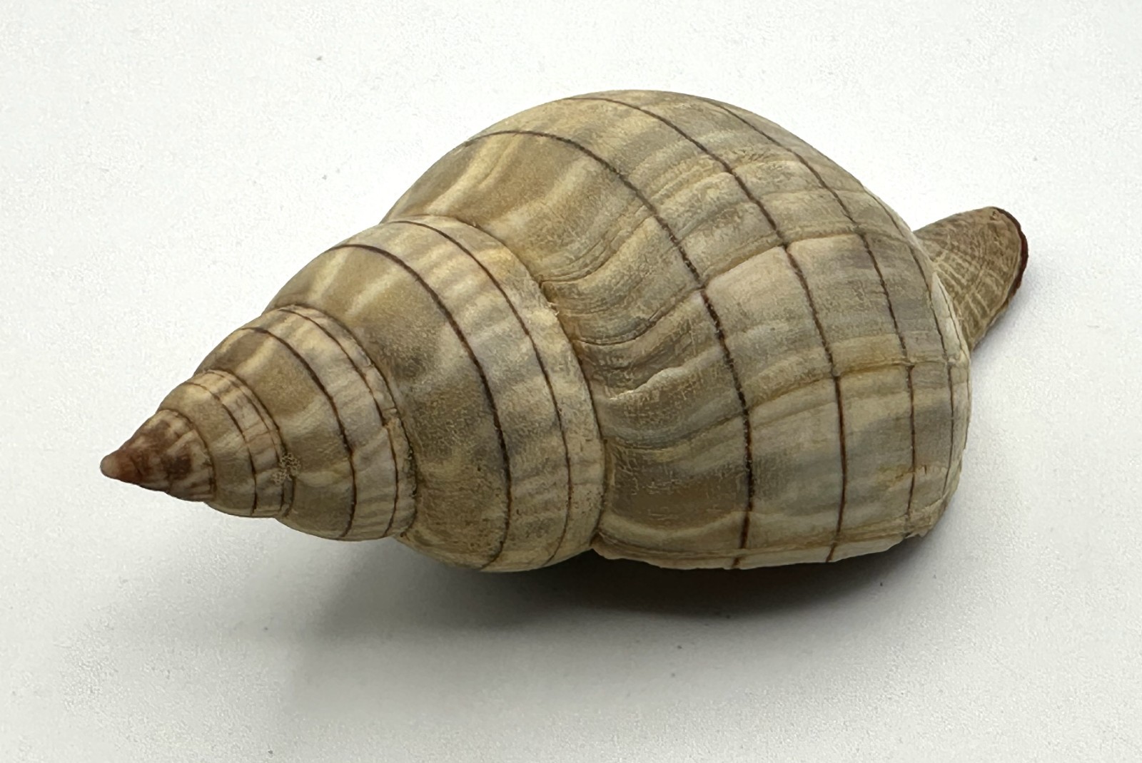 Natural Earth Tone Banded Tulip Seashell 3.75” 95mm Coastal Decor Natural Earth Tone Banded Tulip Seashell 3.75” 95mm Coastal Decor