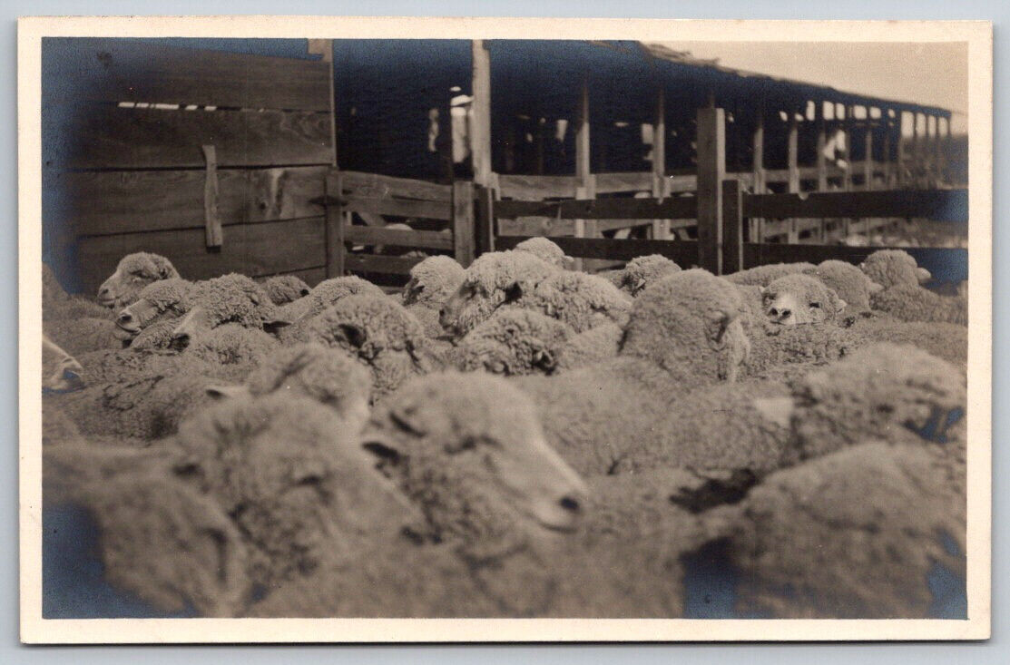 Sheep Farm Barn Yard Farming c1900s RPPC Real Photo Postcard VTG