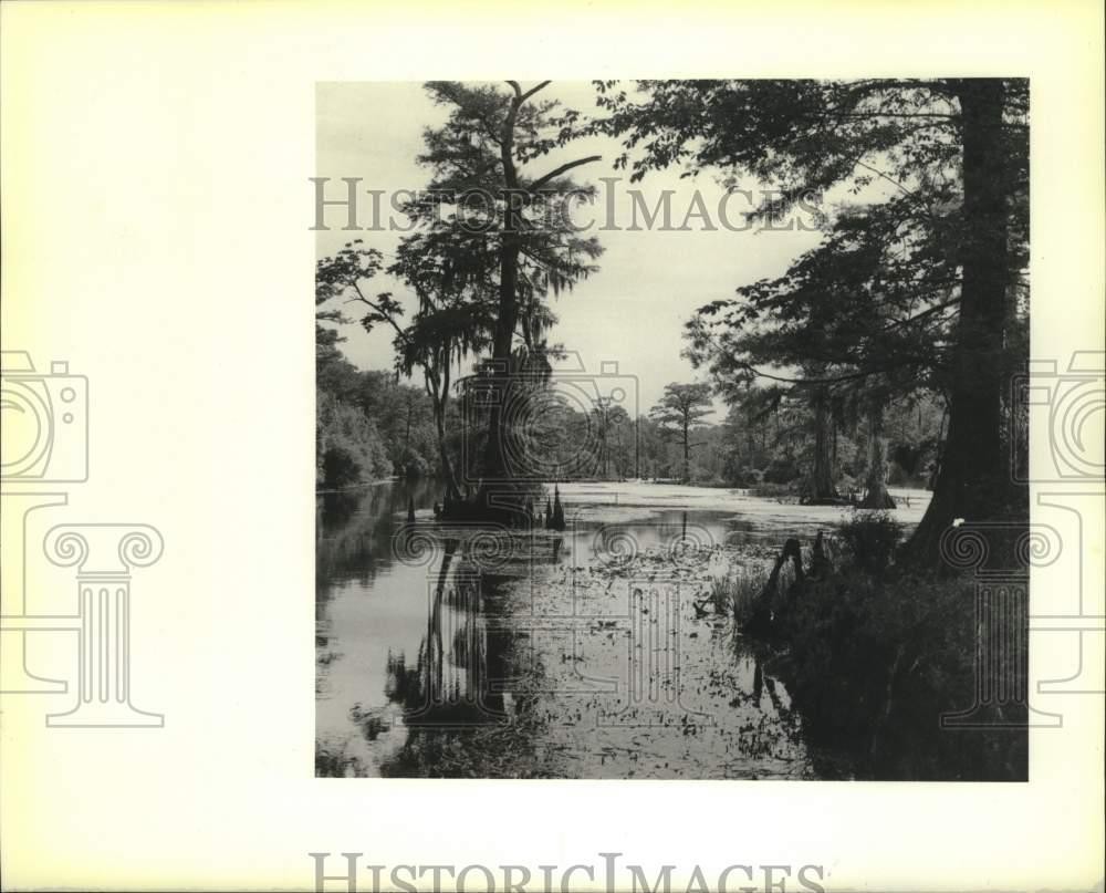 1989 Press Photo Okefenokee Swamp scene - noc01265 1989 Press Photo Okefenokee Swamp scene - noc01265