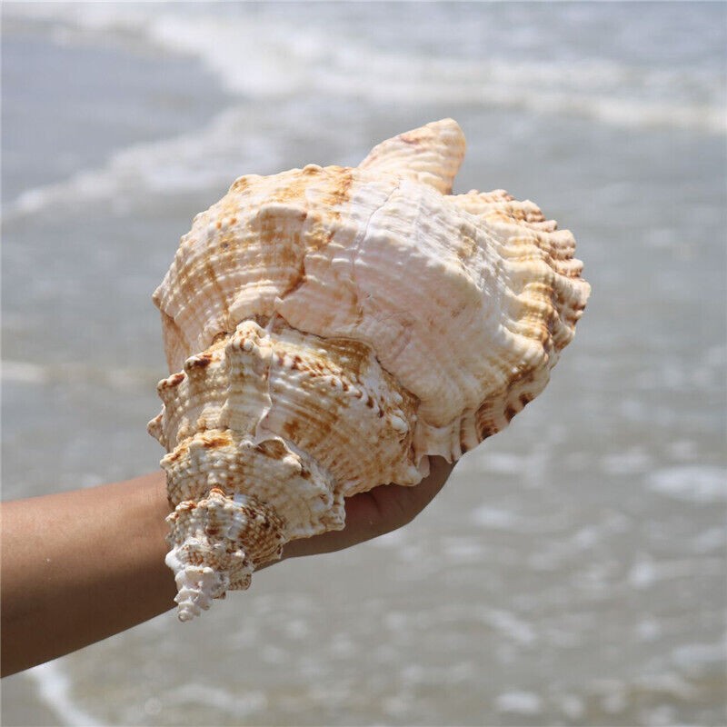 23CM 9inch Natural Marine Shells Create Micro-landscapes Marine Snail Ornament 23CM 9inch Natural Marine Shells Create Micro-landscapes Marine Snail Ornament