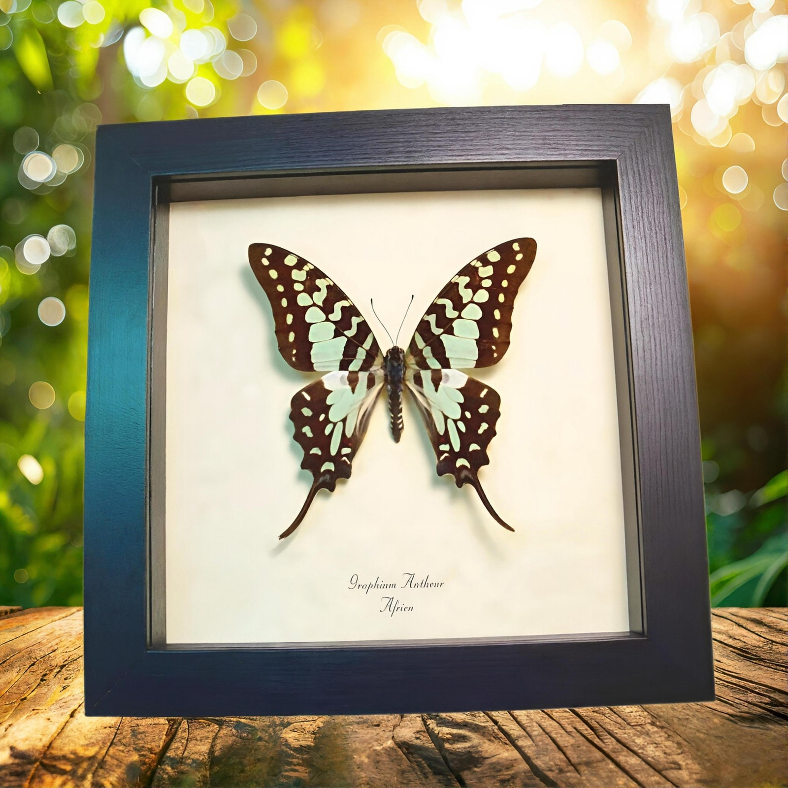Mint Green Swordtail African Butterfly Graphium antheus Framed Taxidermy Display Mint Green Swordtail African Butterfly Graphium antheus Framed Taxidermy Display