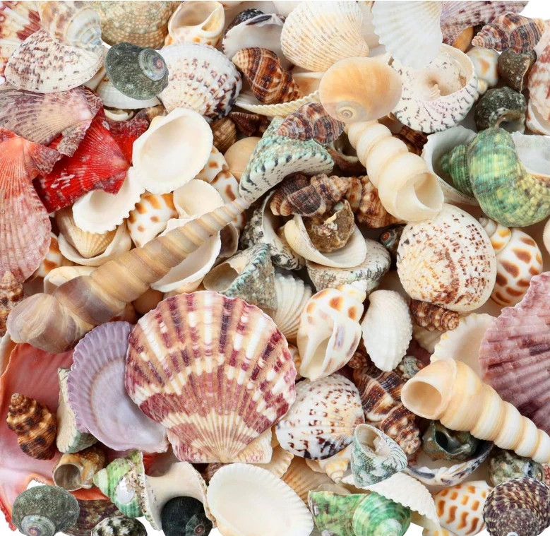 200 Pcs Sea Shells Bulk Mixed Ocean Beach Seashells for Kids, Various Sizes Na.. 200 Pcs Sea Shells Bulk Mixed Ocean Beach Seashells for Kids, Various Sizes Na..
