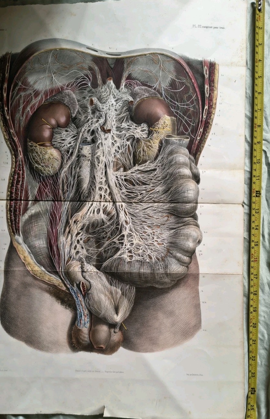 Rare 19th C Large Plate Engraving Traité complet de l'anatomie de l'homme 1836