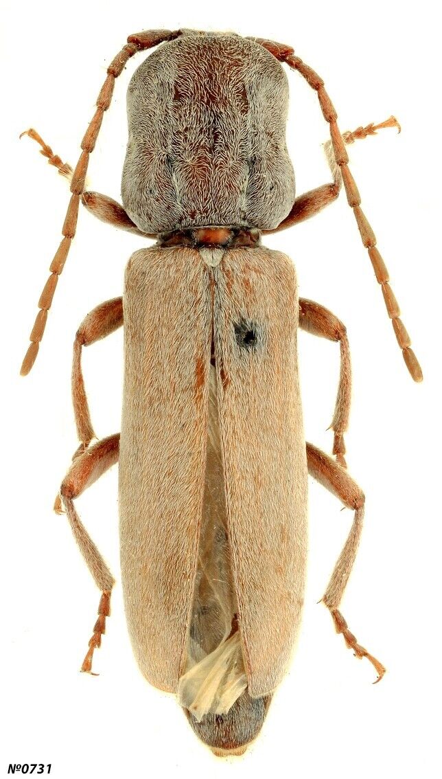 Coleoptera Cerambycidae Turcmenigena warentzowi Turkmenistan male 28mm RARE