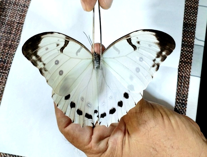 morpho luna A1