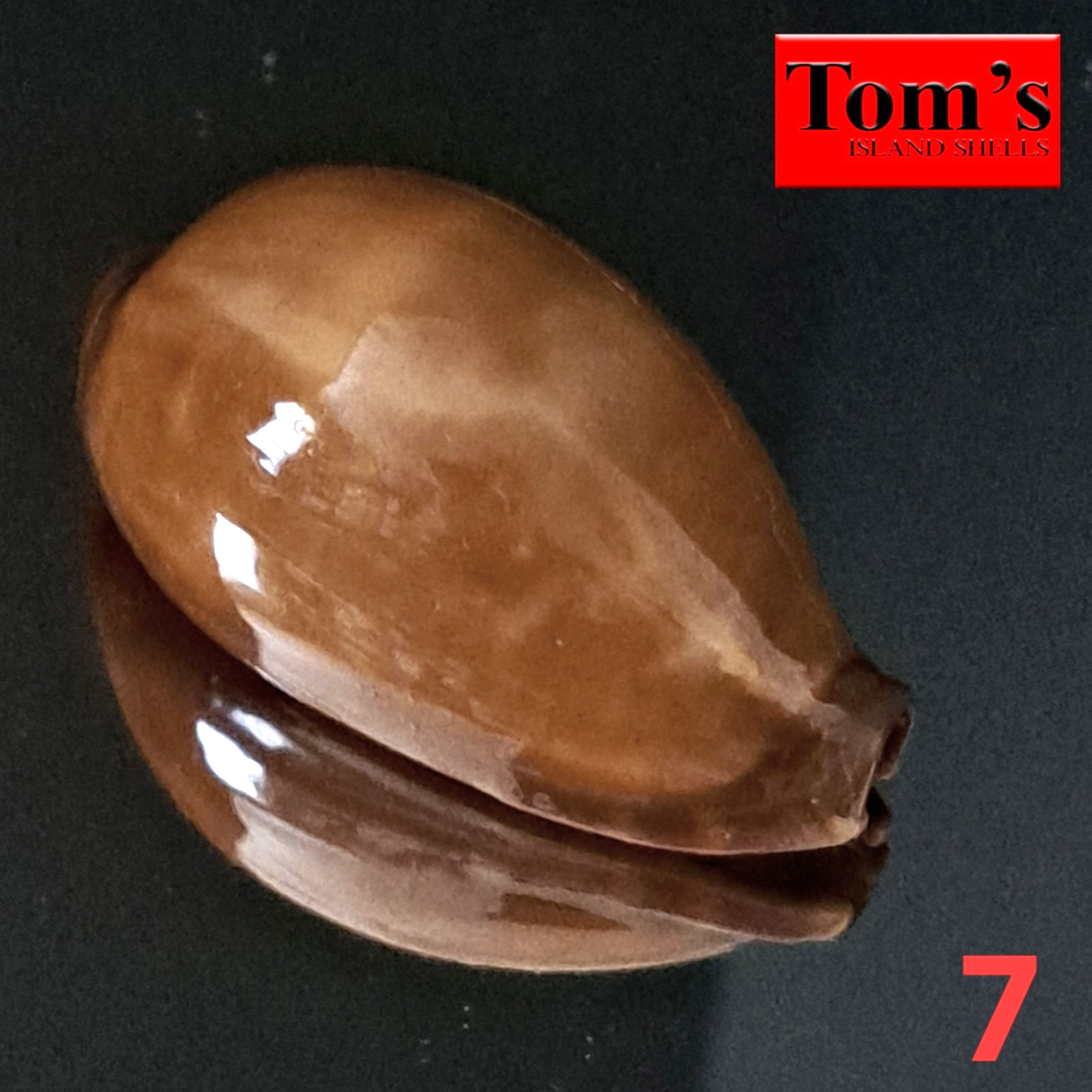 Cypraea adusta #7 46.5mm EXQUISITE BEAUTY from Zanzibar Island Cypraea adusta #7 46.5mm EXQUISITE BEAUTY from Zanzibar Island