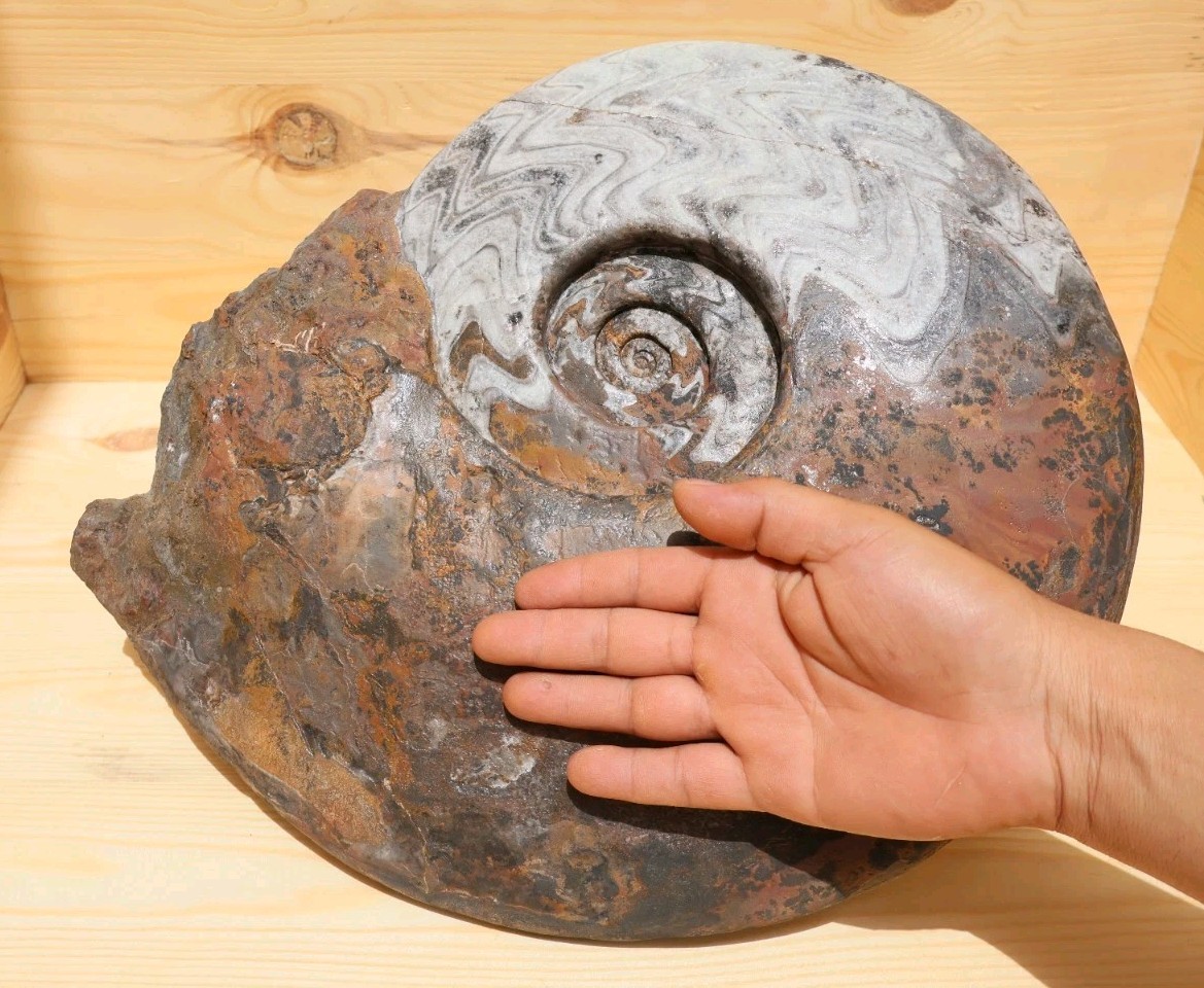 24 lb Huge 15 Inch Gonioclymenia Speciosa Ammonite Fossil Devonian Morocco