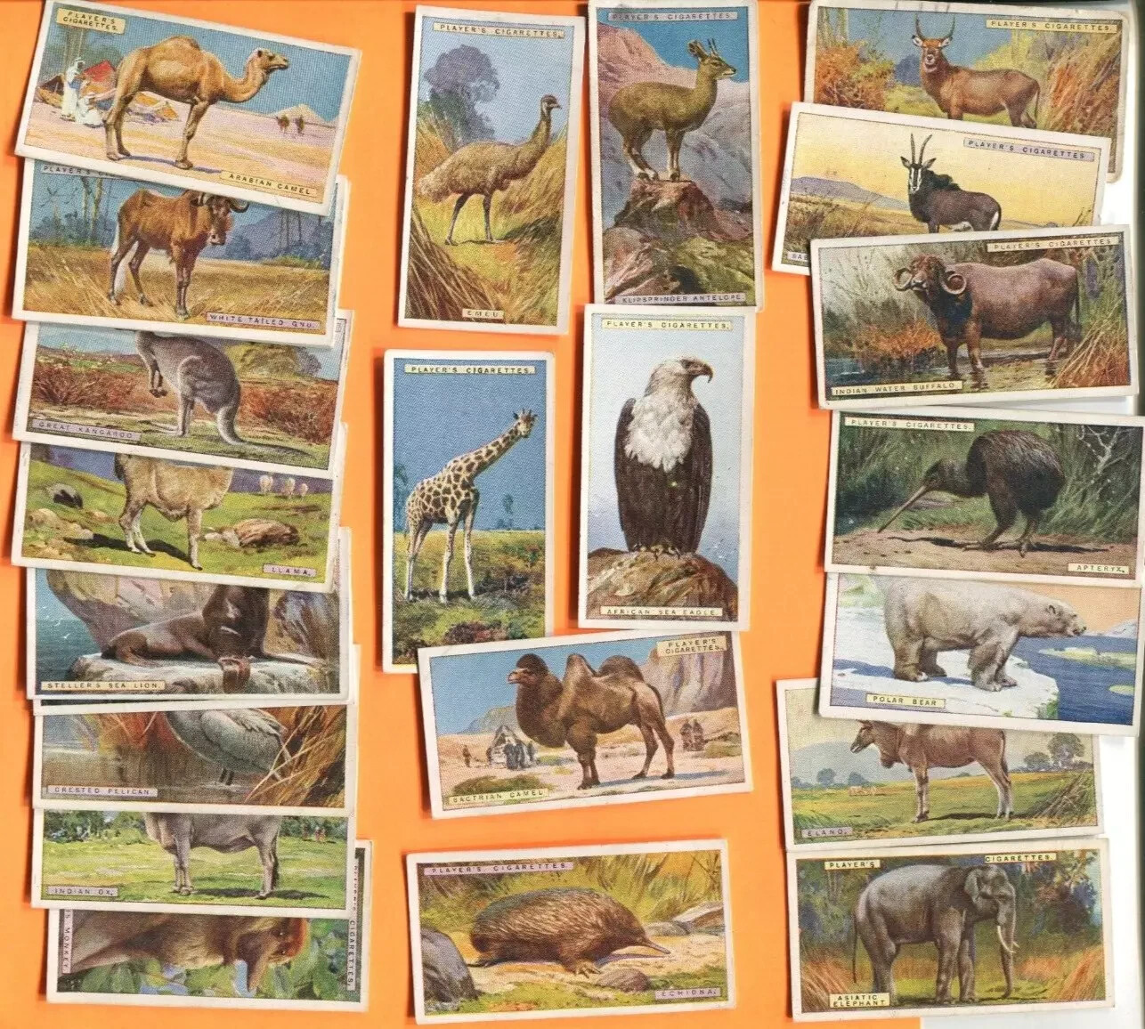 1924 JOHN PLAYER & SONS NATURAL HISTORY 50 TOBACCO CARD SET 1924 JOHN PLAYER & SONS NATURAL HISTORY 50 TOBACCO CARD SET