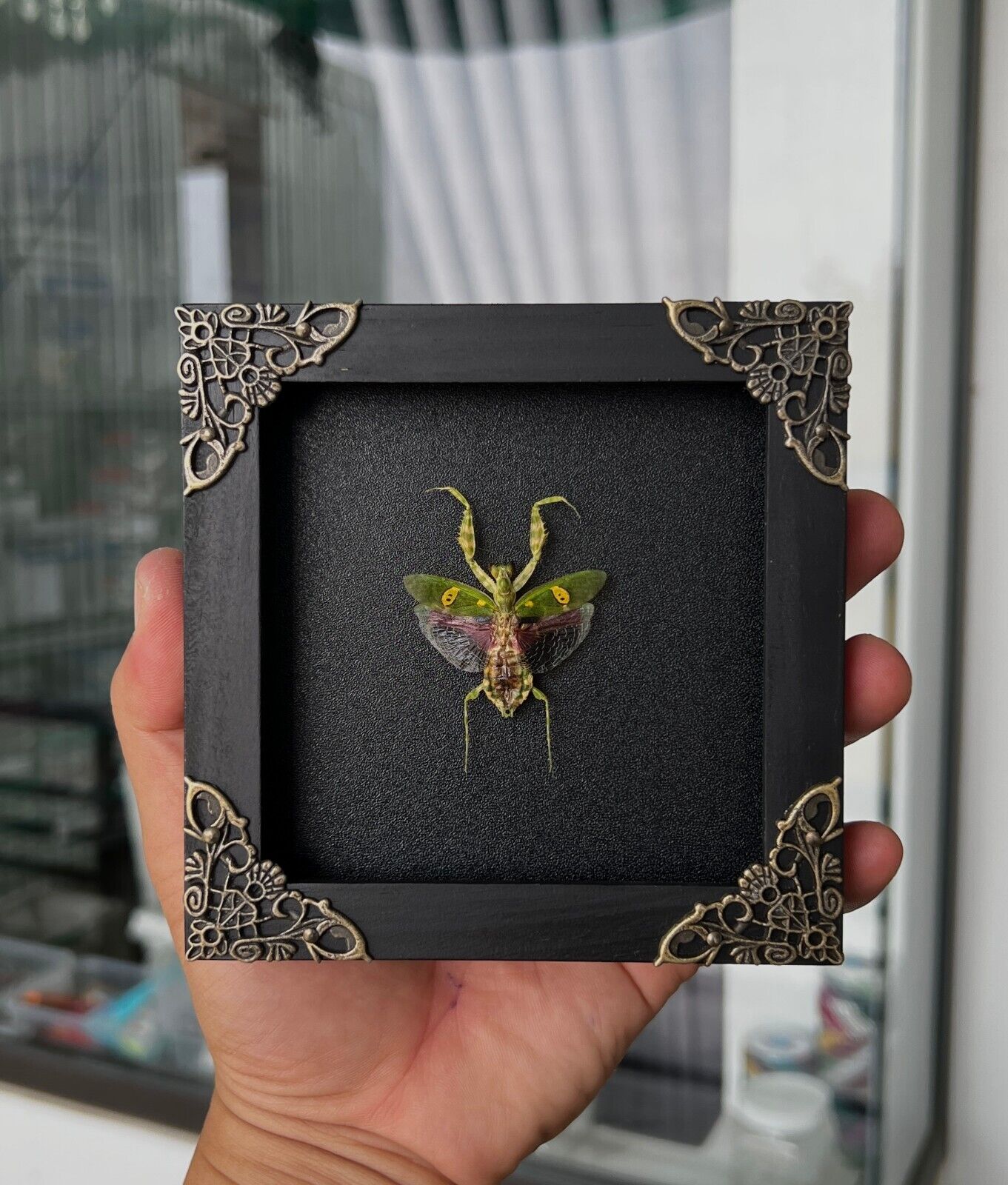 Real Framed Mantis Taxidermy Dried Insect Wall Hanging Decor Beetle Shadow Box