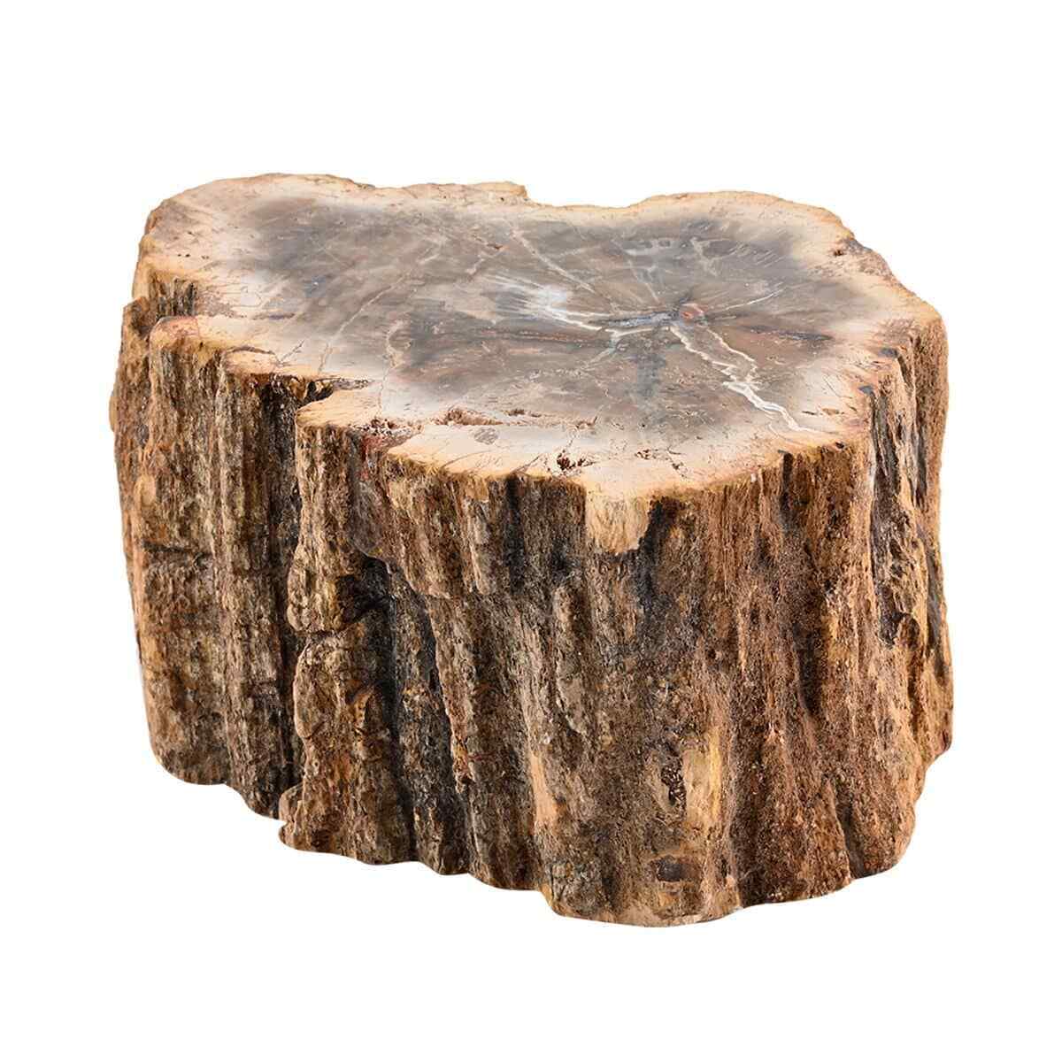 Petrified Wood Dark Brown Home Indoor Decoration Branches-L Approx. Ct 5860