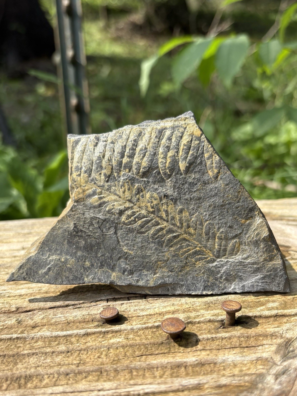 Large Fern Fossil Specimen- Natural 3.8” Fern Leaves Double Shale Impressions Large Fern Fossil Specimen- Natural 3.8” Fern Leaves Double Shale Impressions