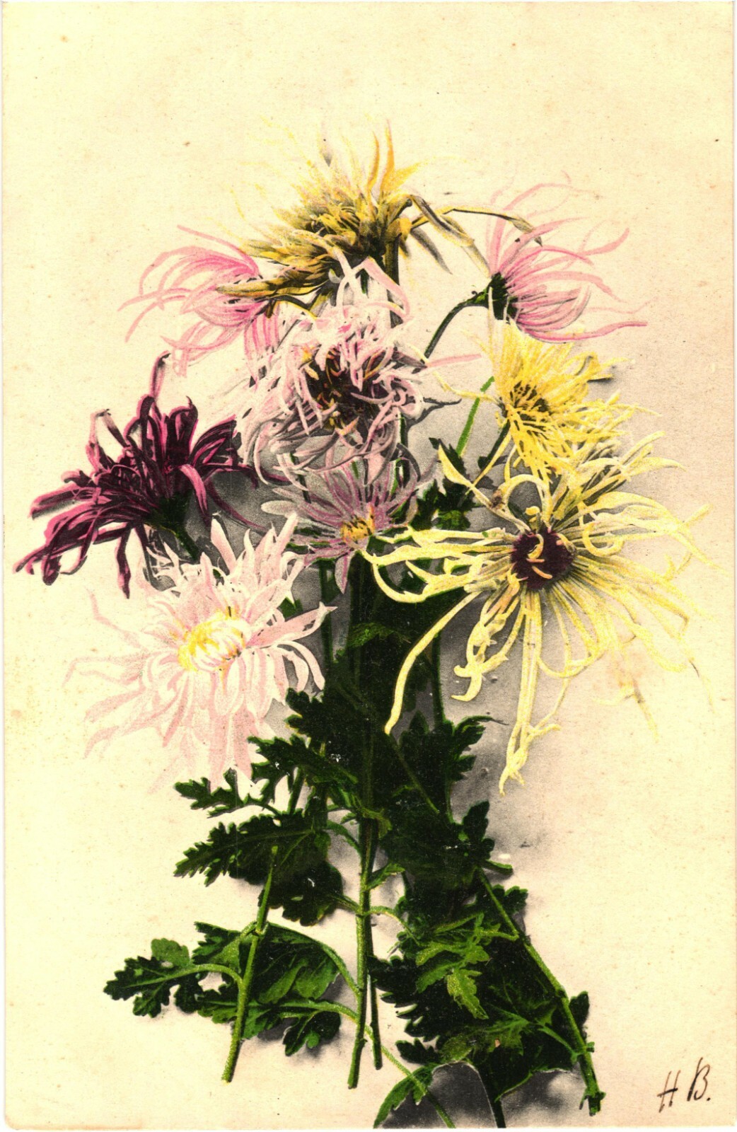 Chrysanthemum Flowers Artist Signed HB Divided Back Postcard c1910s Unused Chrysanthemum Flowers Artist Signed HB Divided Back Postcard c1910s Unused