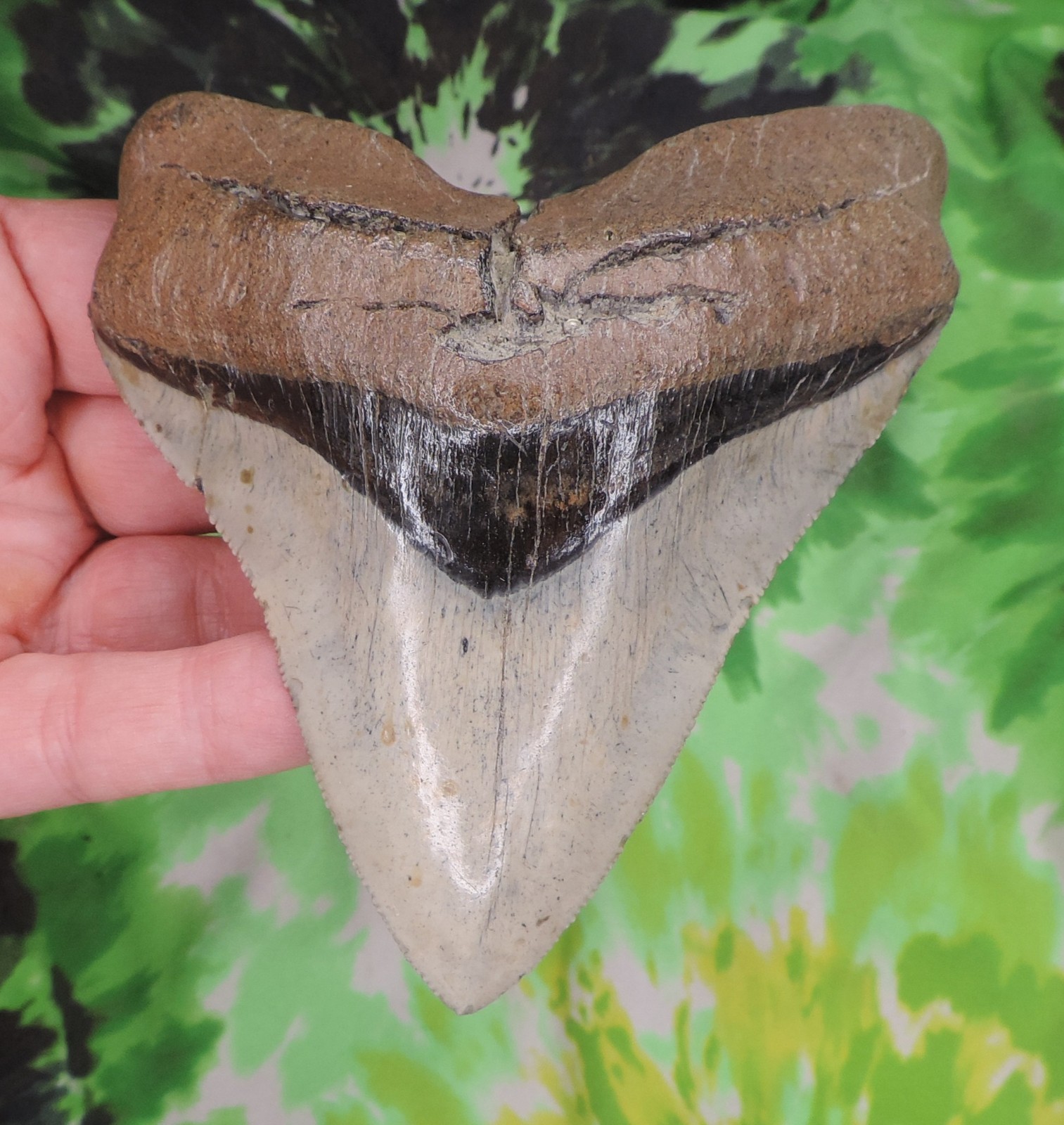 Megalodon Sharks Tooth 4 9/16" inch TOP SHELF BEAUTY NO RESTORATIONS fossils
