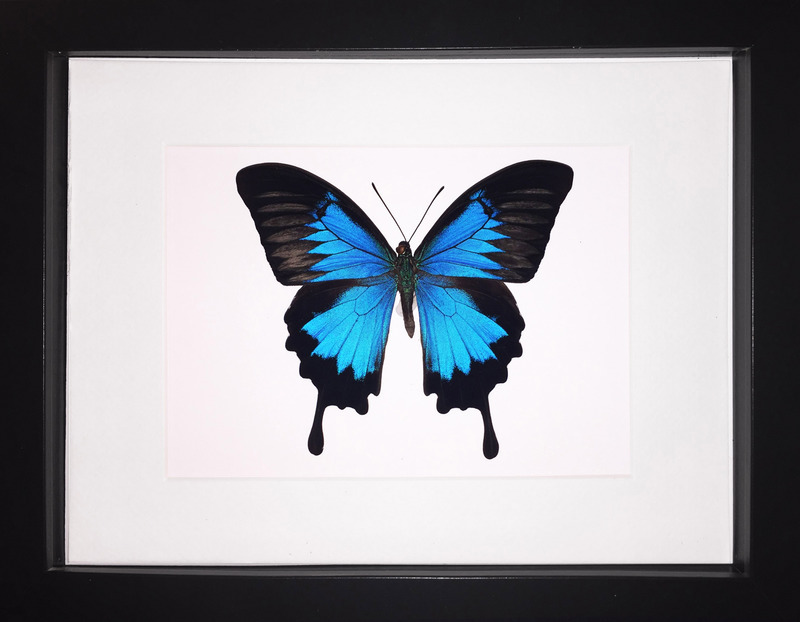 Papilio ulysses Butterfly Frame