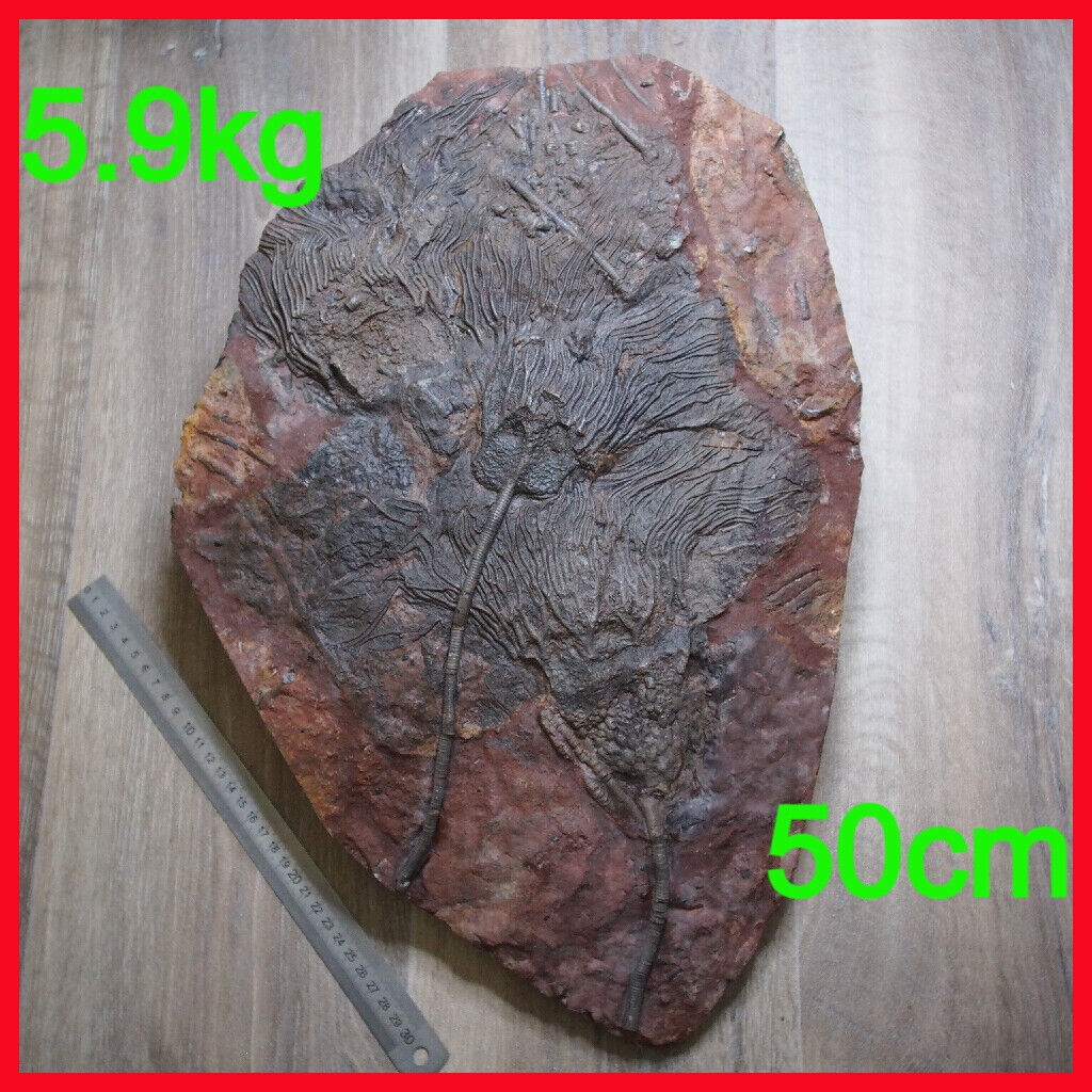 LARGE 50cm 5.9kg Scyphocrinites Lobolith Crinoid Silurian Devonian Fossil