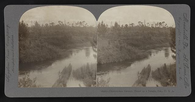 Photo:Okefenokee Swamp Cal USA 1905 Dense Jungle Stereo View