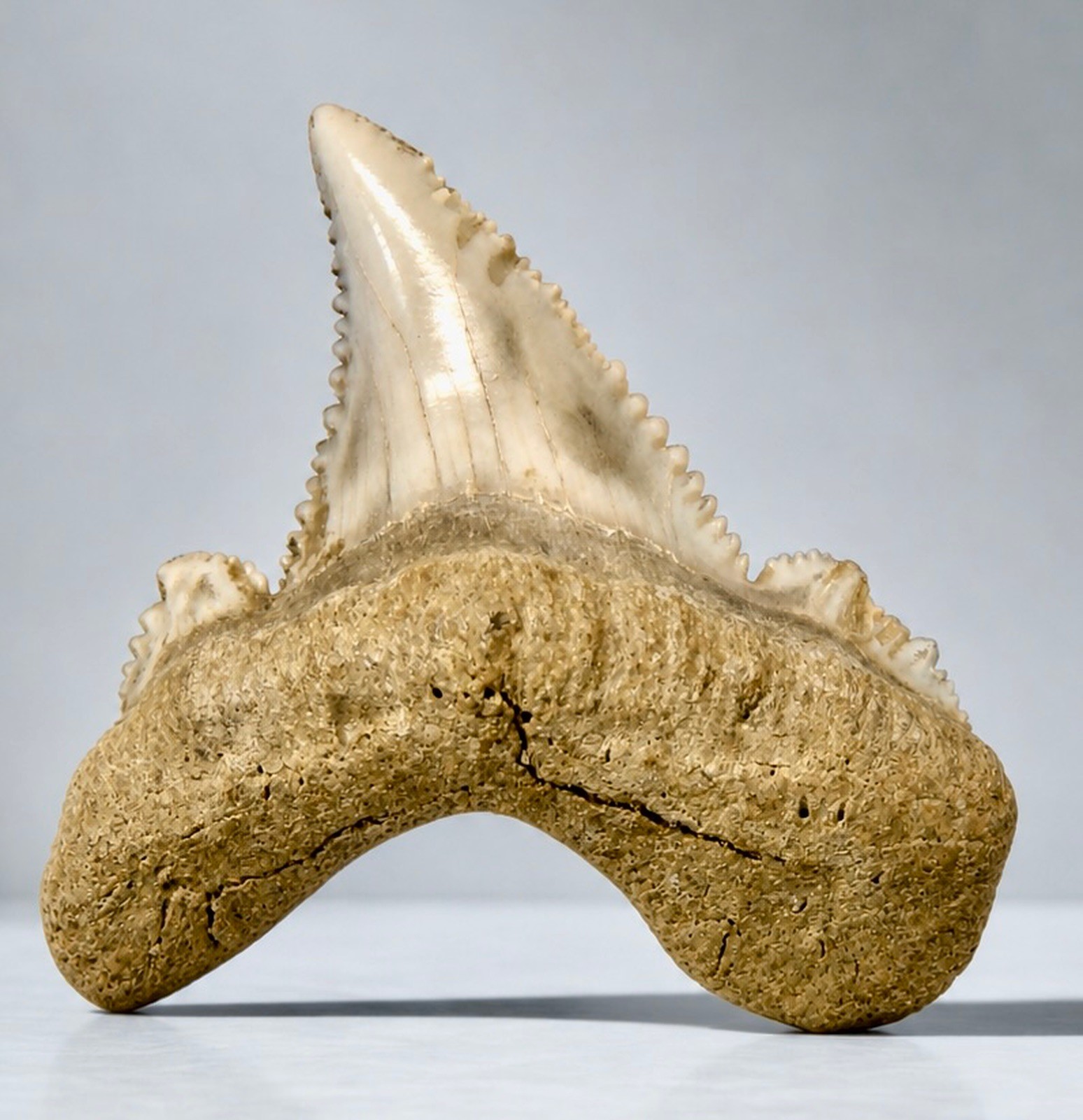 AURICULATUS Shark Tooth Real Fossil 1.29" RARE LOCATION - Kazakhstan AURICULATUS Shark Tooth Real Fossil 1.29" RARE LOCATION - Kazakhstan