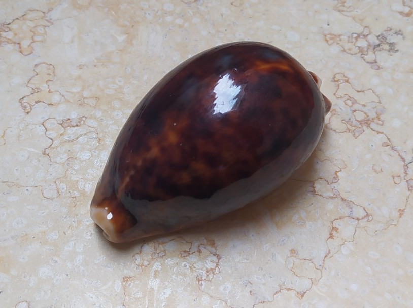 F Cypraea pantherina VERY NICE DARK RED 85mm F++ F+ super glossy red sea shell
