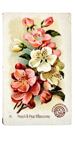 1898 J16 #16 Peach & Pear Blossoms, New Series Beautiful Flowers, Arm and Hammer