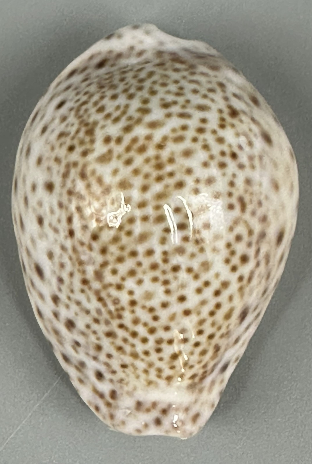 Naria turdus Cypraea turdus 41.2mm F+++/GEM Gorgeous Djibouti Cowrie Shell Naria turdus Cypraea turdus 41.2mm F+++/GEM Gorgeous Djibouti Cowrie Shell