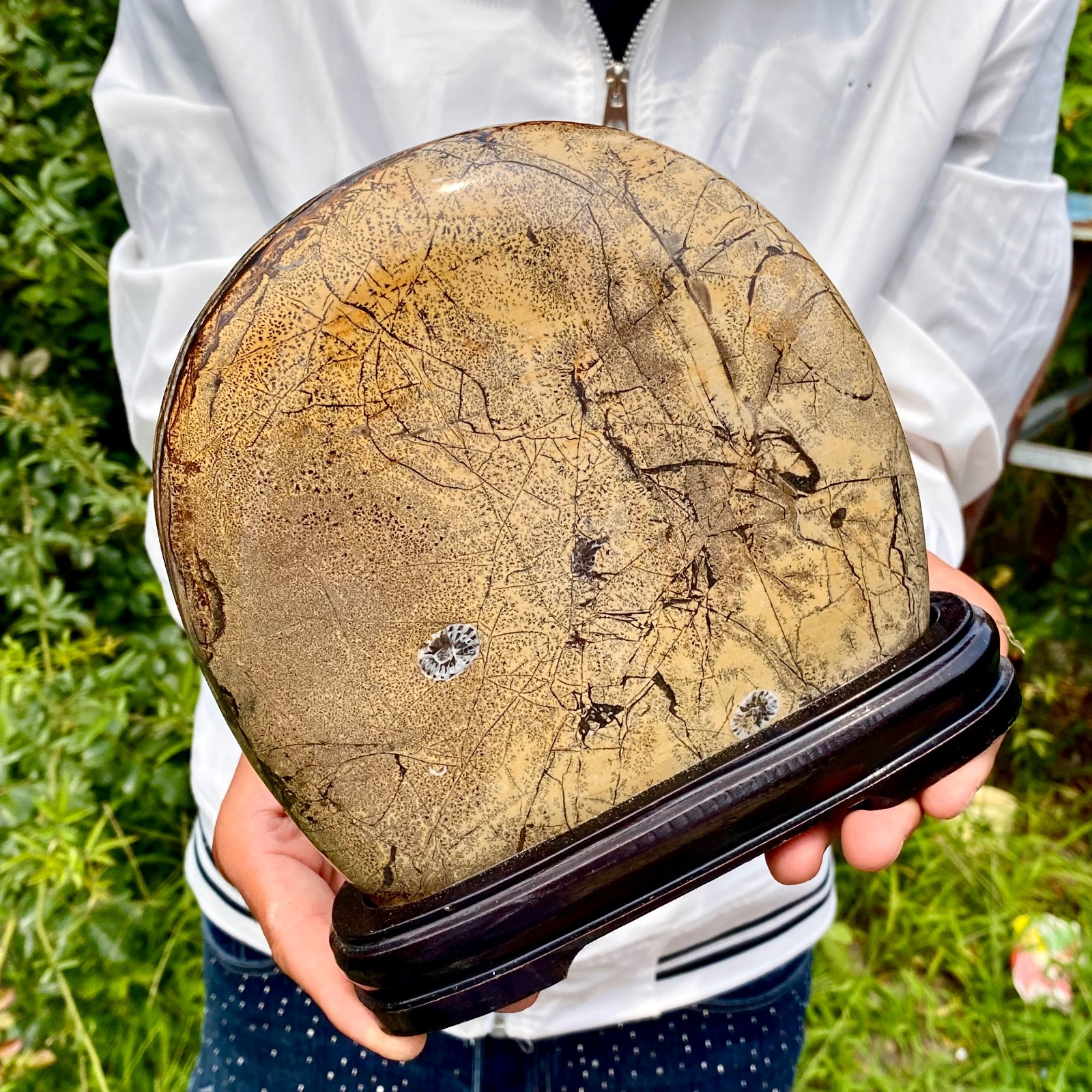 4.4LB Rare National Treasure Fossil - Authentic Collectible Stone Specimen 4.4LB Rare National Treasure Fossil - Authentic Collectible Stone Specimen
