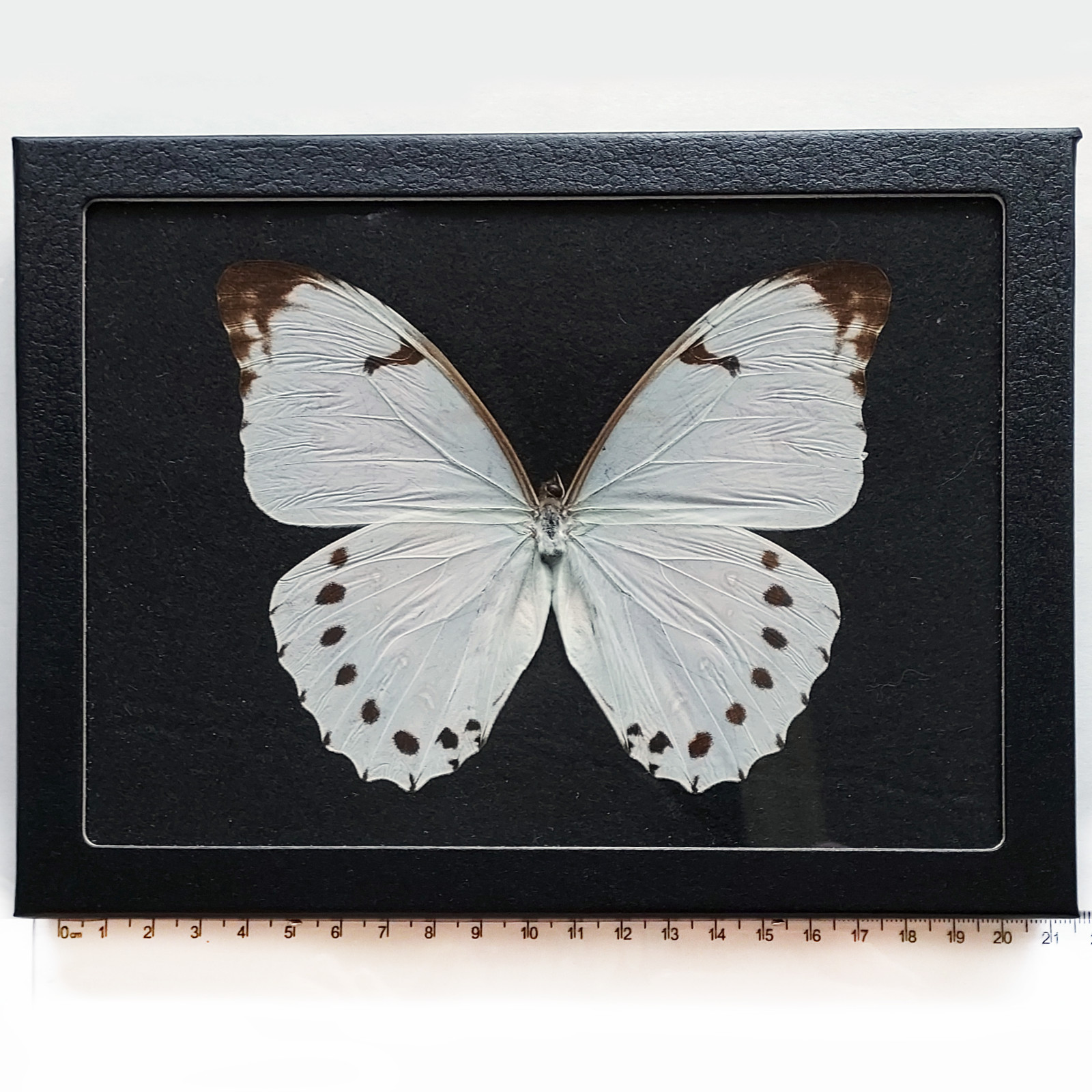 Morpho luna BLACK BACKGROUND REAL FRAMED BUTTERFLY WHITE GUATEMALA
