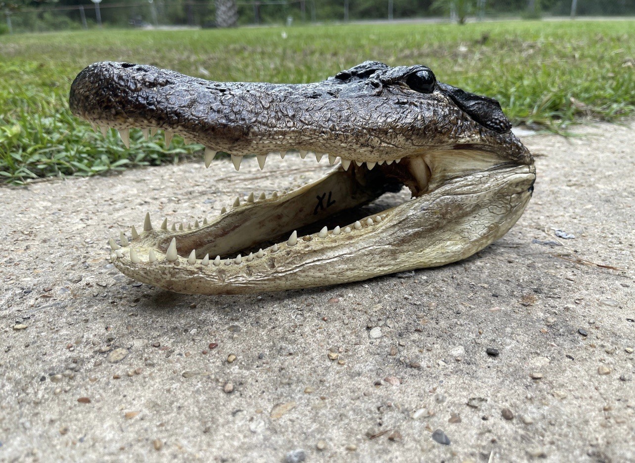 XL American Alligator Head 9-10” Genuine Louisiana XL American Alligator Head 9-10” Genuine Louisiana