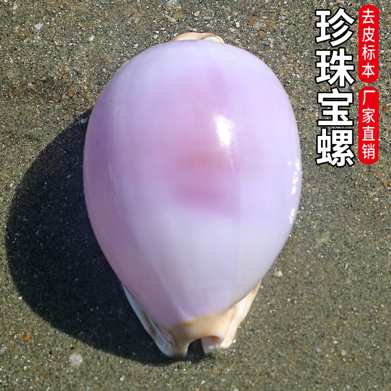 2.8in Natural Rare Sea Shell Pearl Conch White and Purple Shell Decoration 2.8in Natural Rare Sea Shell Pearl Conch White and Purple Shell Decoration