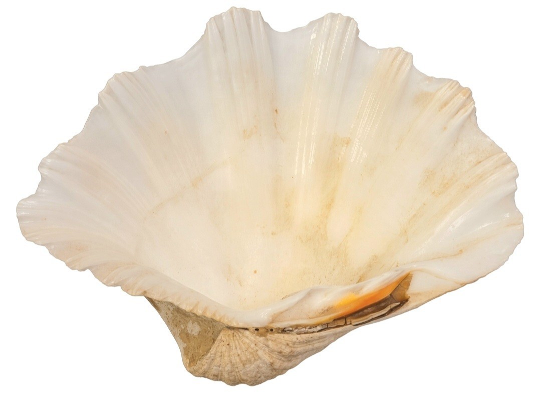 Huge Natural Giant Clam SHELL 10" Ocean Coastal Beach VTG Home Display Huge Natural Giant Clam SHELL 10" Ocean Coastal Beach VTG Home Display