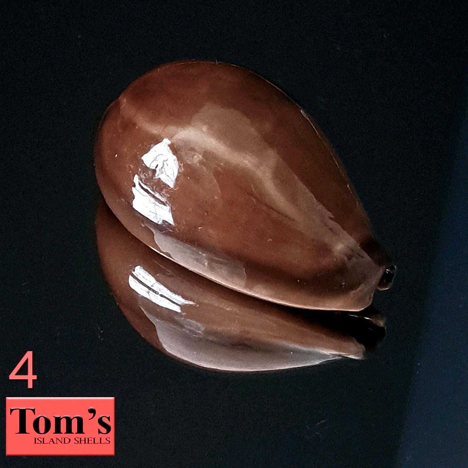 Cypraea adusta #4  43.7mm GORGEOUS BEAUTY from Zanzibar Island