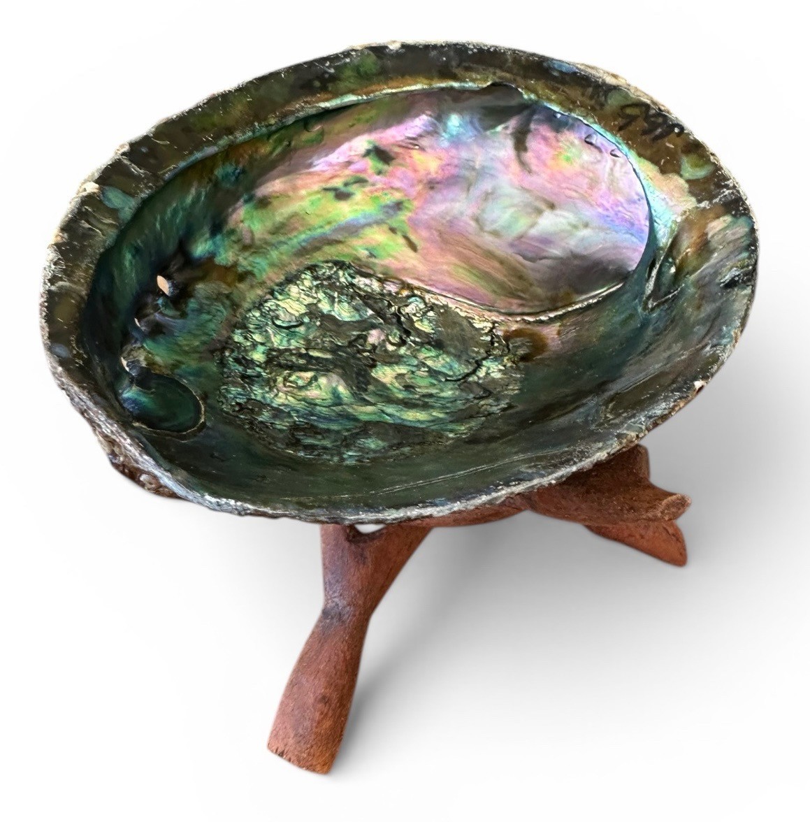 Large 6"-7" Abalone Shell Natural Paua Rainbow Sea Pearl Green Blue WITH STAND Large 6"-7" Abalone Shell Natural Paua Rainbow Sea Pearl Green Blue WITH STAND