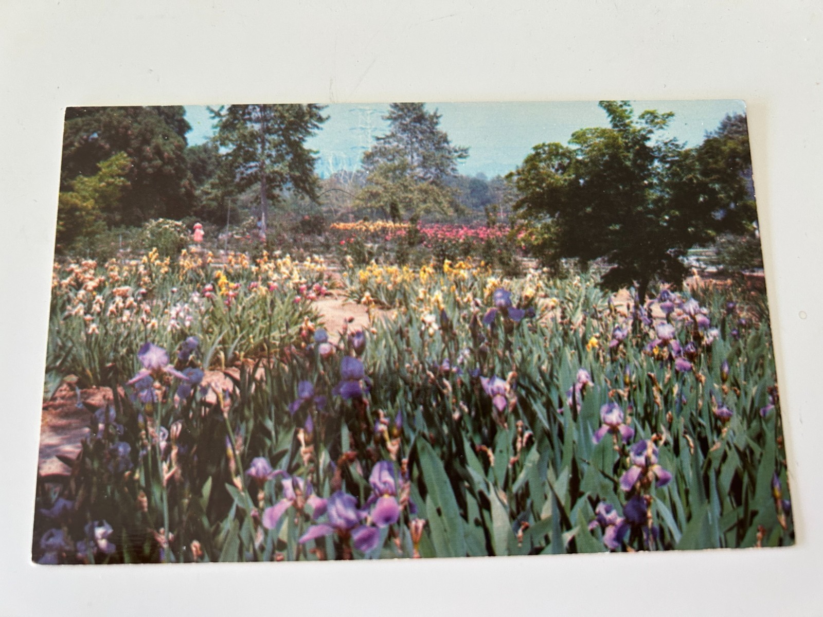Iris Section Gardens Descanso Gardens La Canada California Postcard Iris Section Gardens Descanso Gardens La Canada California Postcard