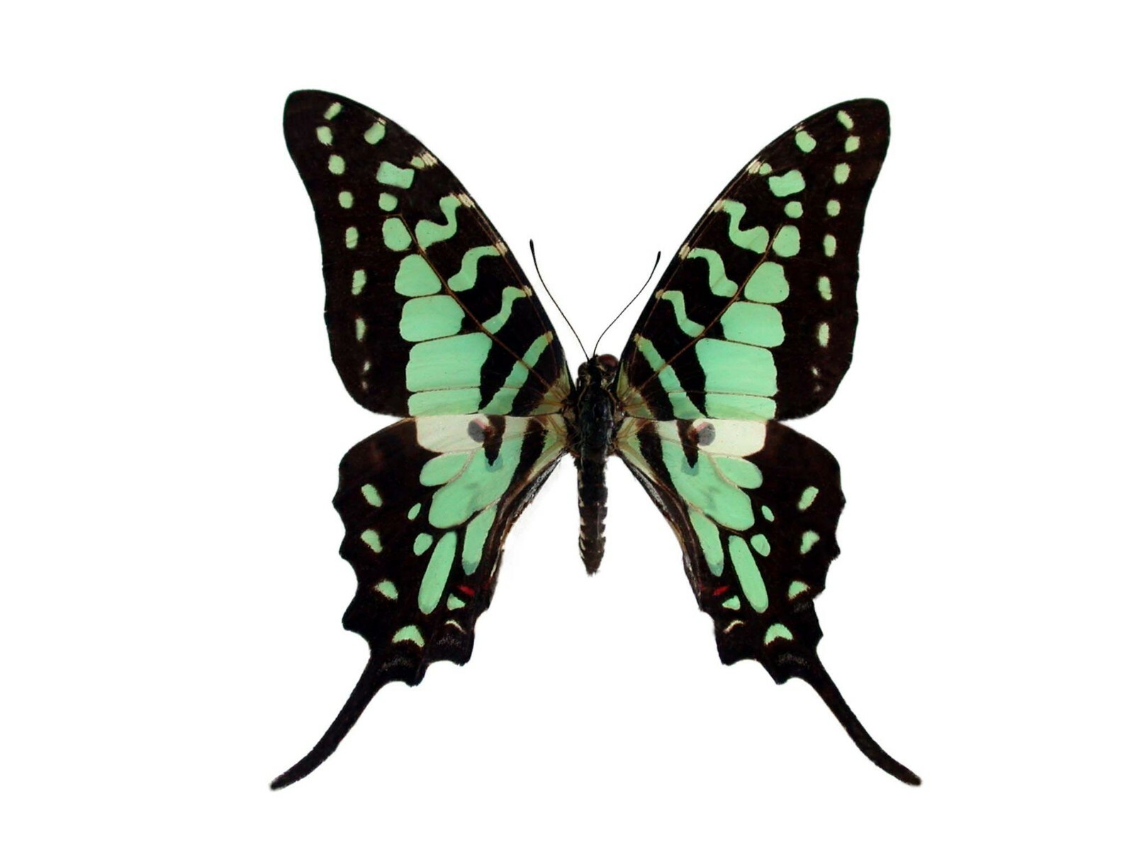 Graphium antheus ONE REAL BUTTERFLY BLUE GREEN SWALLOWTAIL WINGS CLOSED AFRICA Graphium antheus ONE REAL BUTTERFLY BLUE GREEN SWALLOWTAIL WINGS CLOSED AFRICA