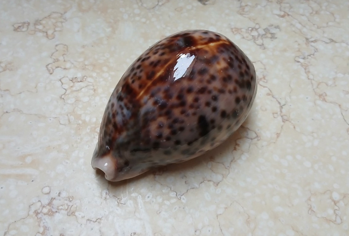 F cypraea pantherina red sea shell 97.3mm F++ very amazing collour HUGE glossy F cypraea pantherina red sea shell 97.3mm F++ very amazing collour HUGE glossy