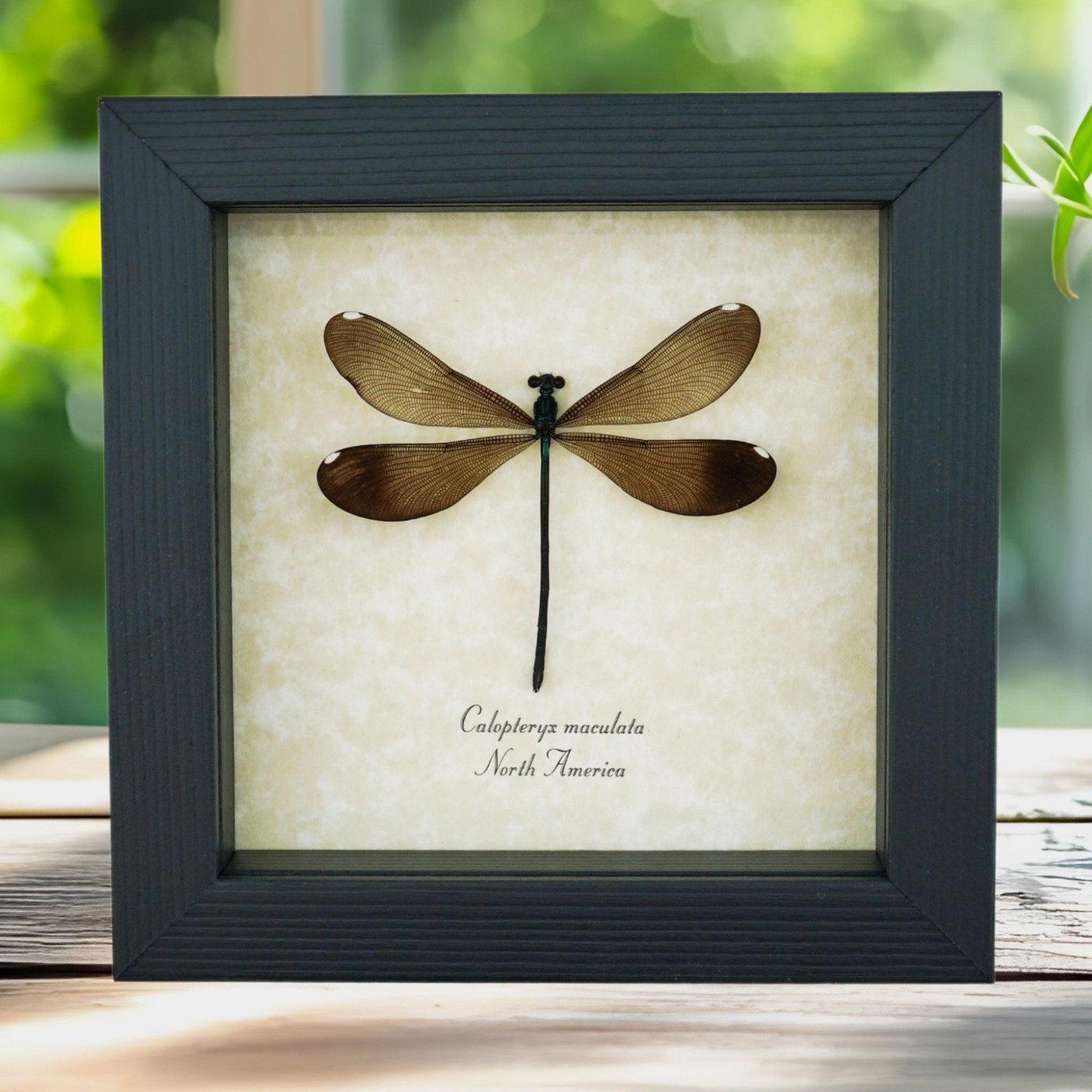 Ebony Jewelwing Damselfly Calopteryx maculata Female Insect Framed Taxidermy