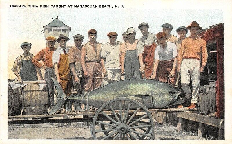 1800 Lb Tuna Fish Caught at Manasquan Beach New Jersey white border