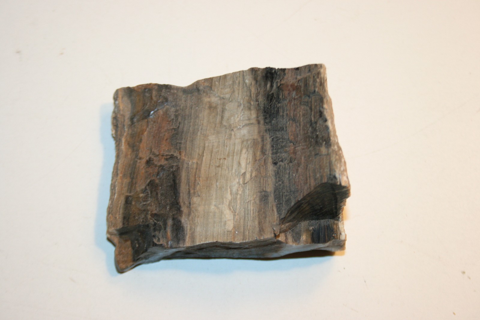 Wow Beautiful 6.4 Ounce Petrified Wood Great Unique Colors Paperweight Decor Wow Beautiful 6.4 Ounce Petrified Wood Great Unique Colors Paperweight Decor