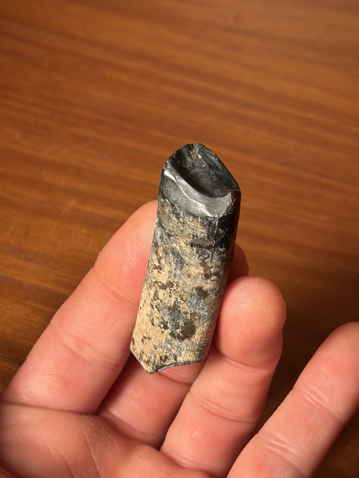 Gorgeous Giant Ground Sloth Tooth Megalonyx Extinct Florida Mammal Fossil