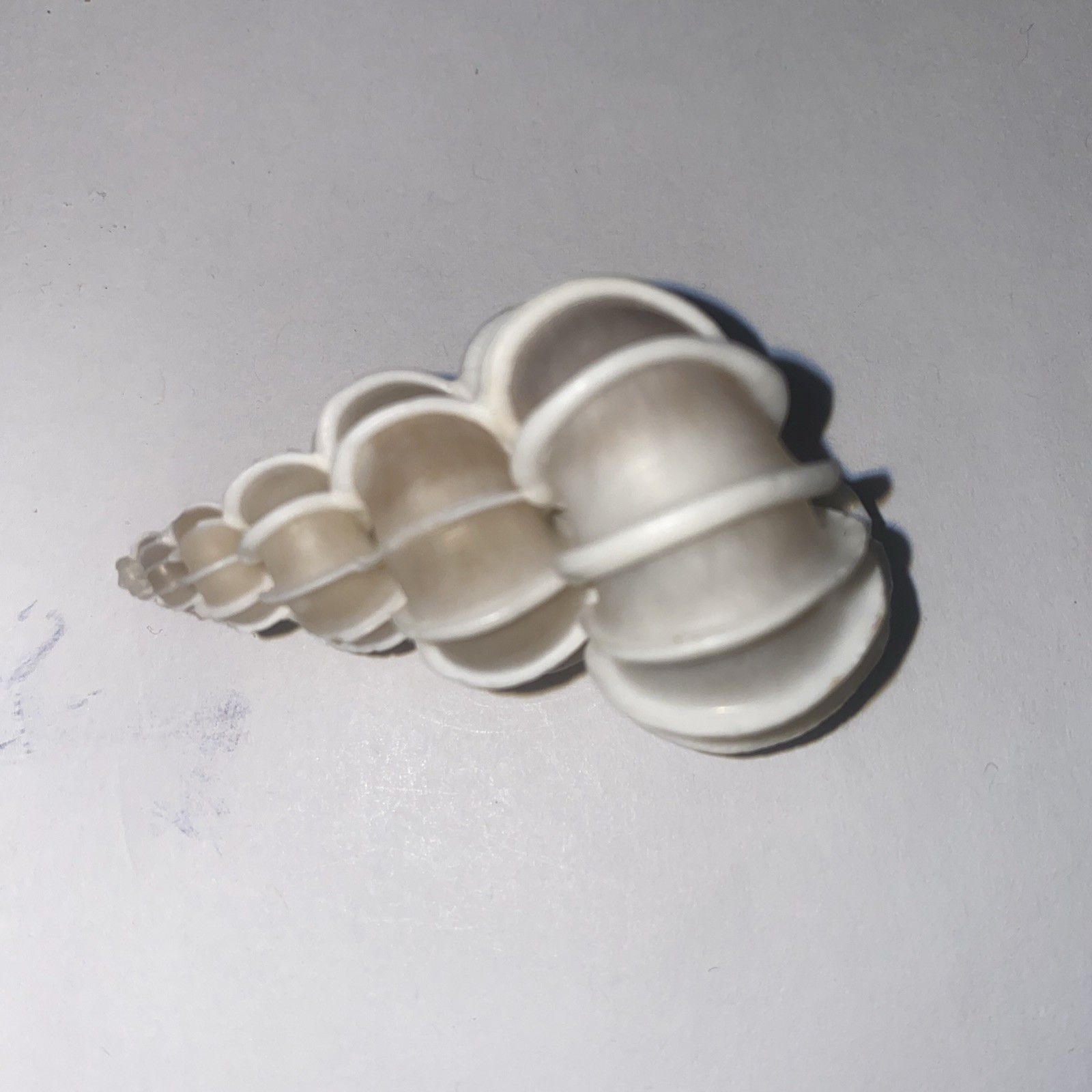 Wentletrap Shell 54mm Epitonium Scalare  Precious Wentletrap