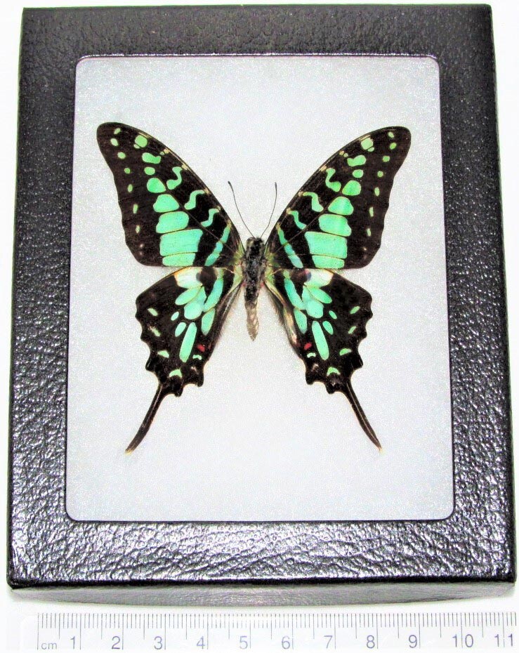 Graphium antheus REAL FRAMED BUTTERFLY BLUE GREEN SWALLOWTAIL AFRICA Graphium antheus REAL FRAMED BUTTERFLY BLUE GREEN SWALLOWTAIL AFRICA