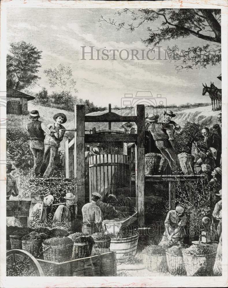 1969 Press Photo Wine Vintage in California, Wood Cut from Harper's Weekly, 1878 1969 Press Photo Wine Vintage in California, Wood Cut from Harper's Weekly, 1878