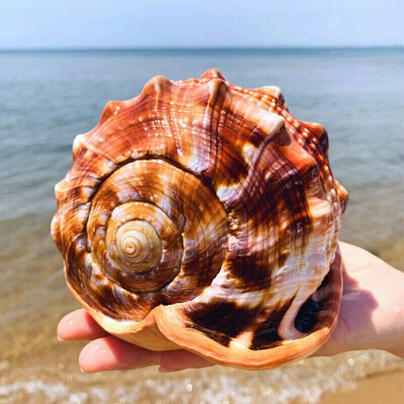 12-14CM Mediterranean Style Natural Shell Decor Craft Aquarium Fish Tank Home