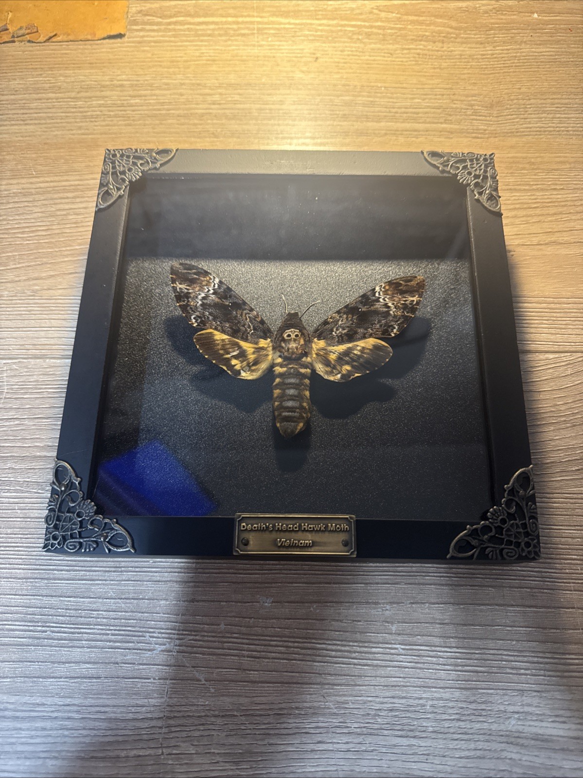 XL Death's Head Hawk Taxidermy Moth in in Baroque Style Frame XL Death's Head Hawk Taxidermy Moth in in Baroque Style Frame