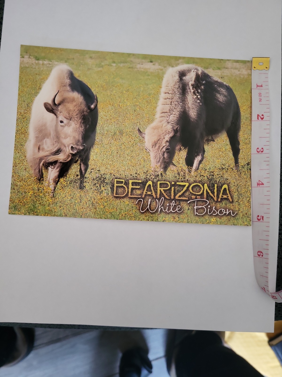 White Bison Bearizona arizona Vintage Postcard White Bison Bearizona arizona Vintage Postcard