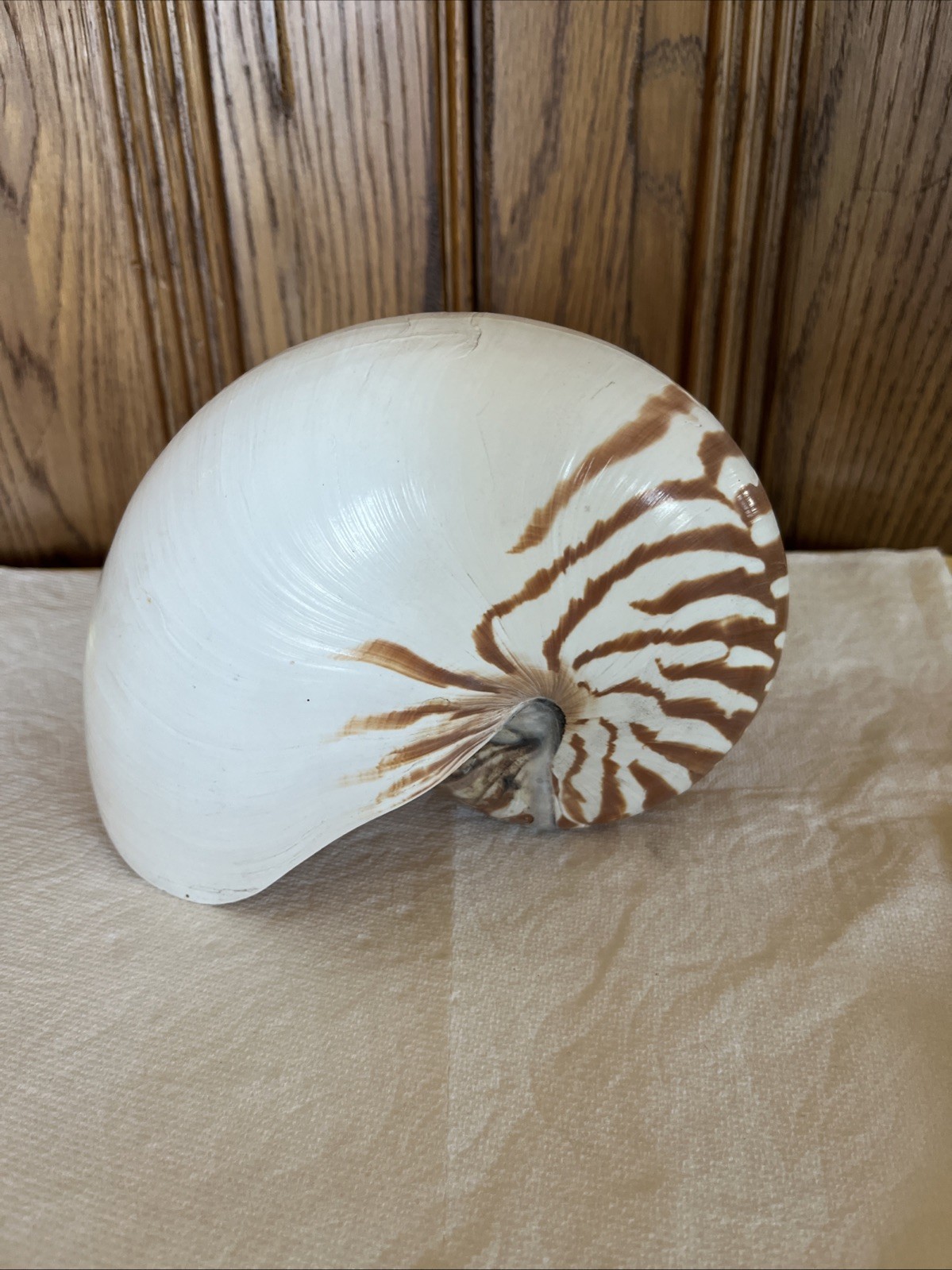 LARGE Tiger Chambered Nautilus Shell Natural Brown Rare Real Seashell 7 inch