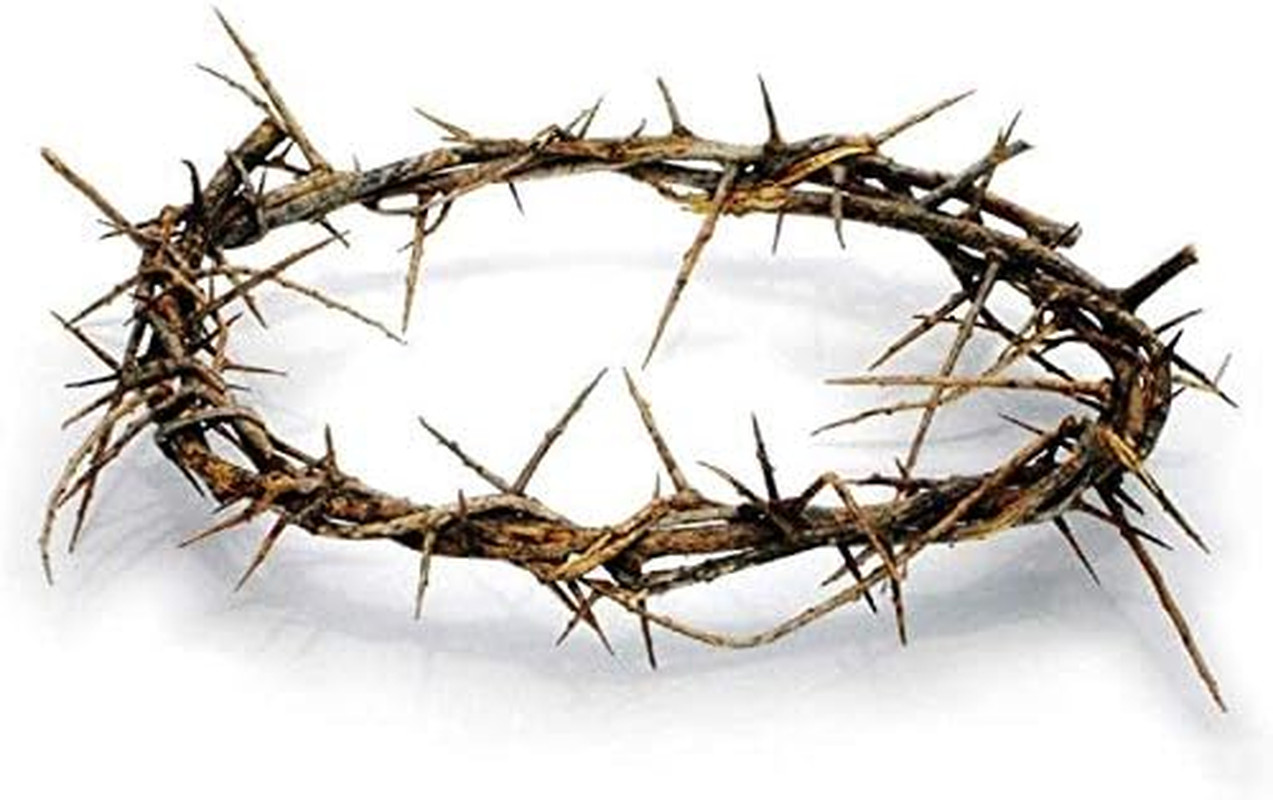 Authentic Biblical Lifesize 8" Crown of Thorns W/ Certificate